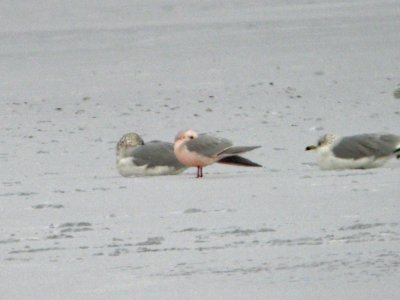 Ross's Gull