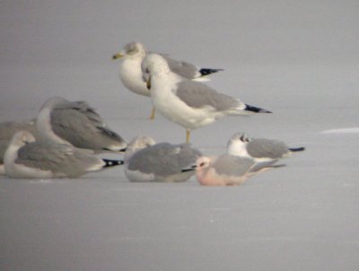 Ross's Gull