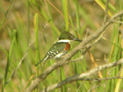 South Texas February 2008