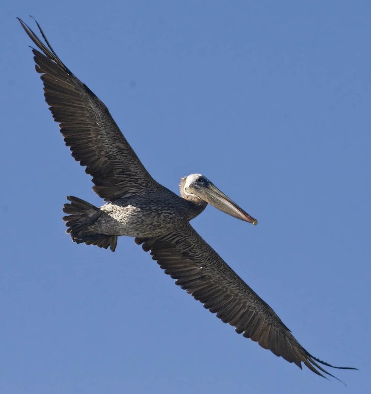 Soaring Pelican_MG_8842.jpg