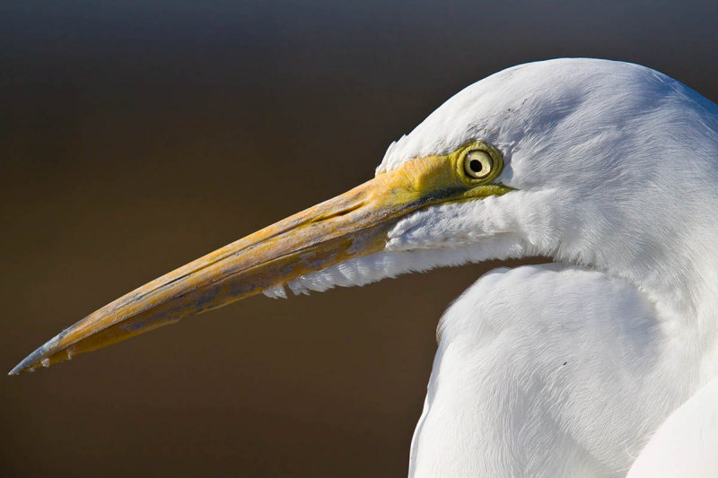 Whats that on my beak? _MG_2805.jpg