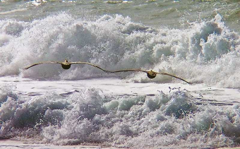 Holding wings into the waves.jpg