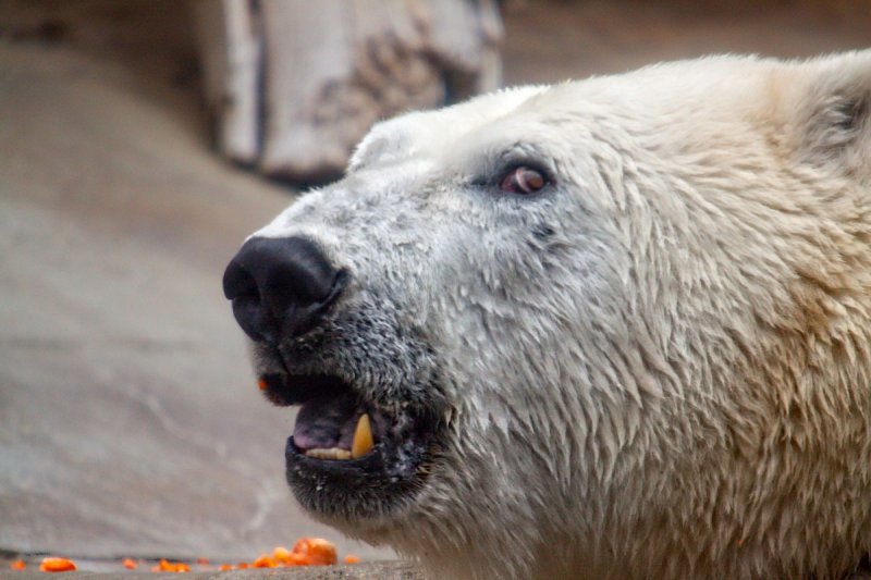 Da tooth of da bear _MG_5013.jpg