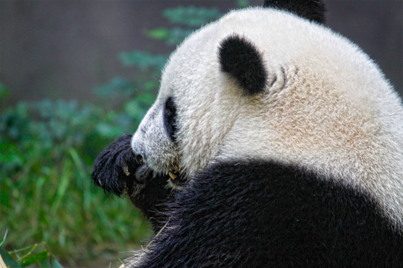 Panda eating _MG_7970.jpg