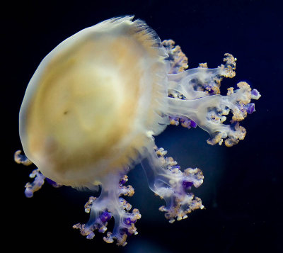 Jellyfish with accents in violet_MG_7672.jpg