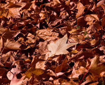 Dried fall leaves_MG_7698.jpg