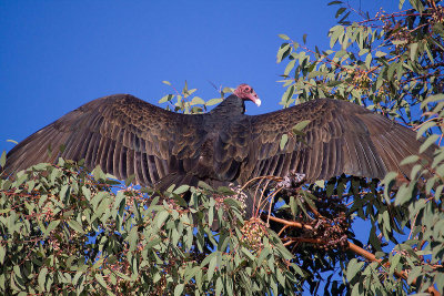 Sunning _MG_7546.jpg