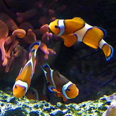 Nemo  was a triplet?  6319.jpg