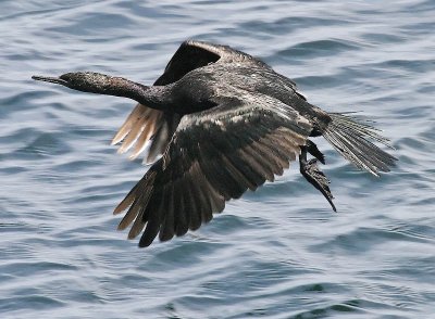 Cormorant flying low .jpg