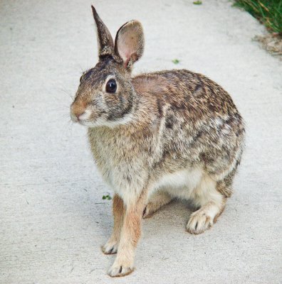 Rabbit on concrete.jpg