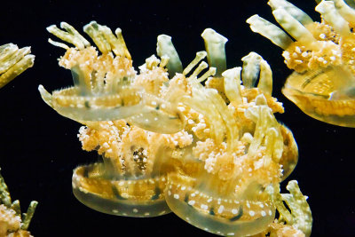 Jellyfish jungle_MG_2210.jpg