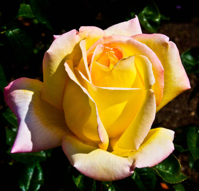 Yellow  Pink rose _MG_4744.jpg