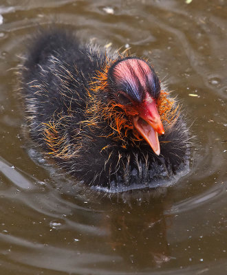 Baby commie coot  _MG_9462.jpg