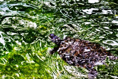 Water with turtle _MG_5764.jpg