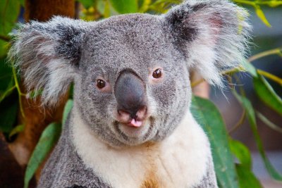 Rude Koala _MG_5615.jpg