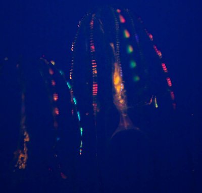 Neon Jellyfish _MG_1303.jpg