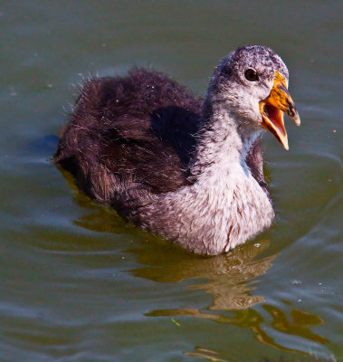 Opposite of an old coot  _MG_1766.jpg