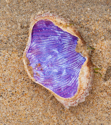 Blue seashell on sand _MG_0364.jpg