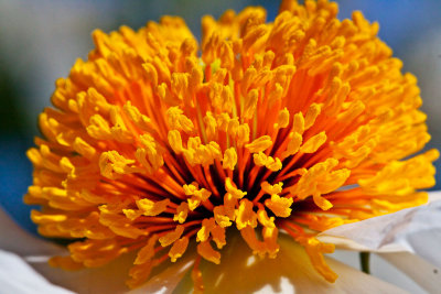 Yellow orange flower center macro  _MG_7338.jpg