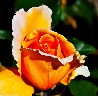 Yellow Orange Rose _MG_7690.jpg