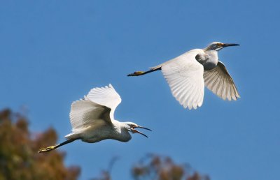 Snowy egrets flying _MG_8710.jpg