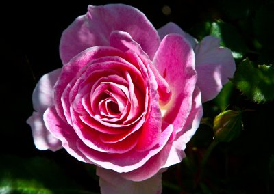 Pink rose _MG_2988.jpg