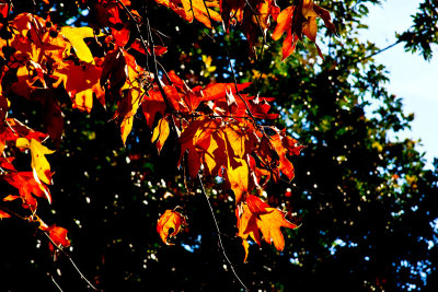 Yellow leaves on green _MG_1677.jpg