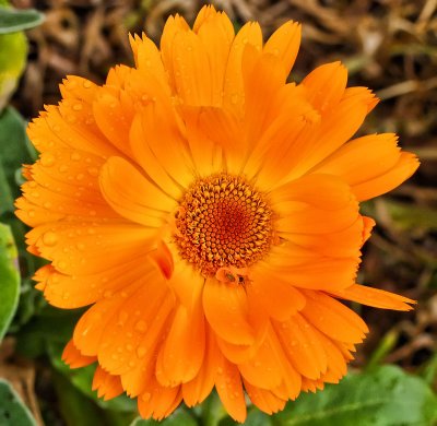 Orange flower .jpg