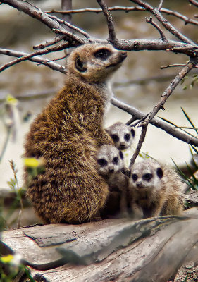 Meerkats at oakland zoo .jpg