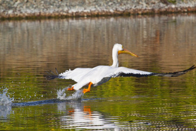 Take off  _MG_9072.jpg