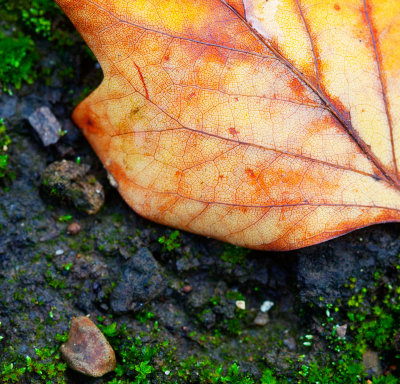 Leaf after the rain _MG_1897.jpg