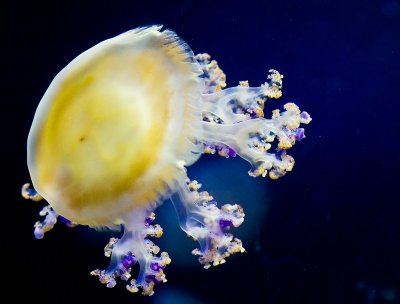 Monterey Bay Aquarium Jellyfish _MG_7672.jpg