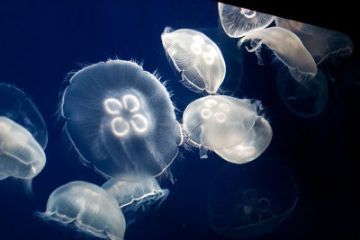 Moon Jellyfish Monterey Bay Aquarium  _MG_9855.jpg