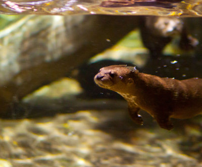 River otter Montery Bay Aquarium _MG_0935.jpg