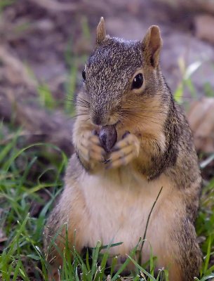 Squirrel eating nut.jpg