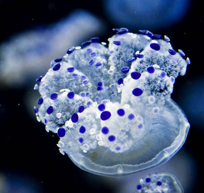 srgb blue jellyfish _MG_1417.jpg