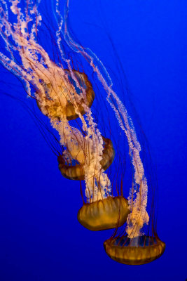 srgb column of orange jellyfish_MG_1863.jpg
