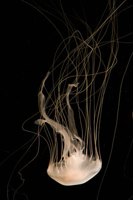 srgb great white jellyfish_MG_1385.jpg