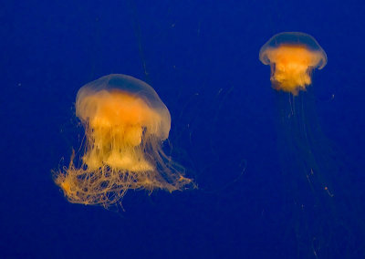 srgb egg yolk jellyfish_MG_1822.jpg