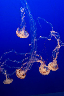 srgb mass of long tentacled jellyfish_MG_1800.jpg