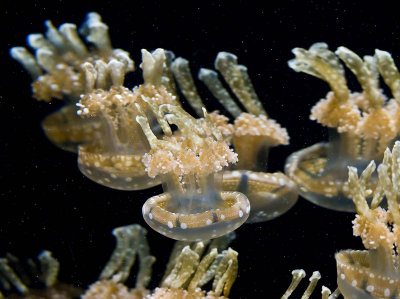 srgb mass of spotted jellyfish_MG_1579.jpg