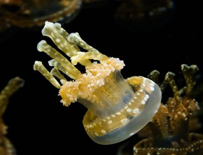 srgb single spotted jellyfish in front of a bunch of dark ones_MG_1447.jpg