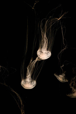 srgb two white jellyfish in tall line_MG_1510.jpg