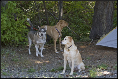 Rail-Dogs