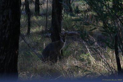 Tenterfield elimi 016.jpg