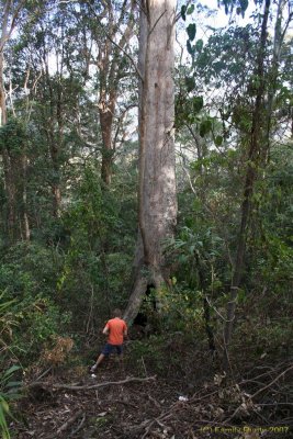 Mt Glorious 026.jpg