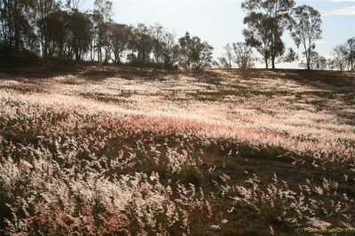 Mt Glorious, Wivenhoe Dam