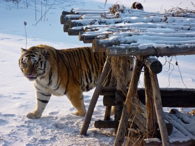 Siberian Tiger