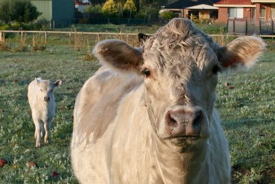 Murray Grey Cow and calf