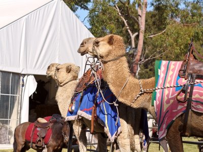 Modern transport in WA